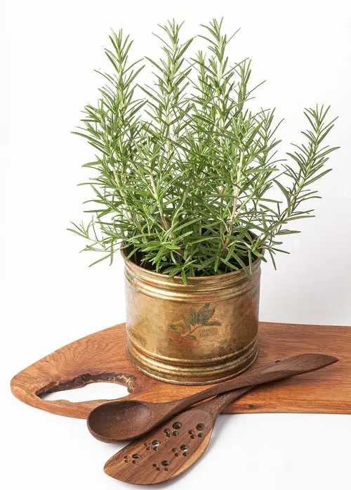 Herbs for Pasta in garden