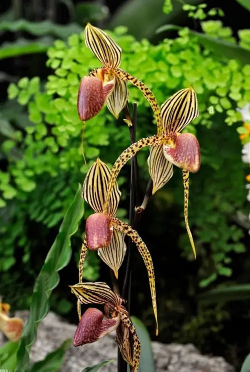 Unique Orchids Around the World