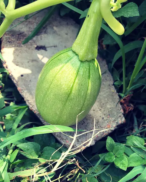 Round Green Vegetables to Grow in Pots