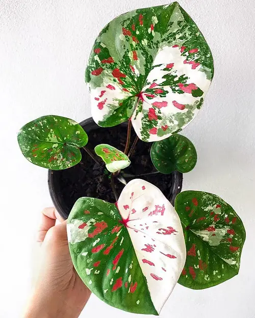 Most Beautiful Types of Big Leaf Caladium Varieties 50