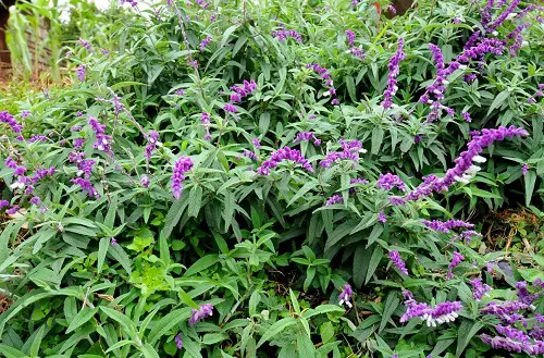 Perennials plant to Grow Under the Oak Tree