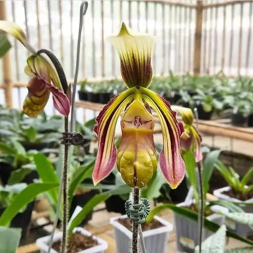 best Gorgeous, Very rare, and Rare Orchids Worldwide