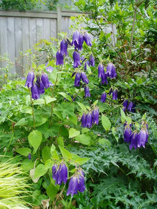 Gorgeous Campanula Types