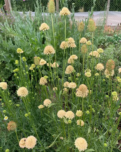 lovely Annuals to Grow Under the Oak Tree