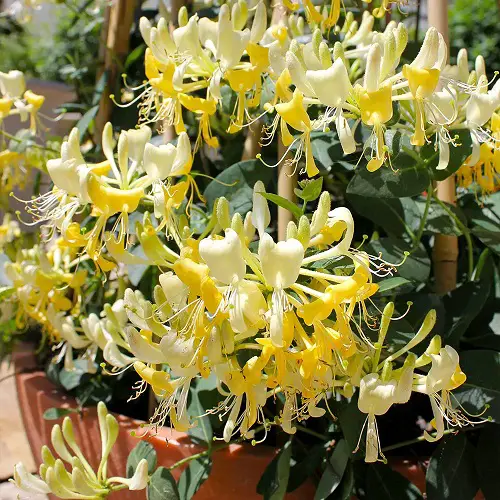 Different Types of Honeysuckle Varieties 19
