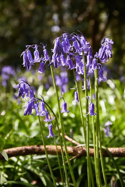 top Beautiful Campanula Types 