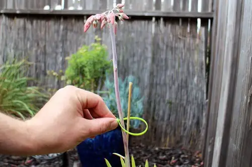 Secure Vining Plants with Zip Ties