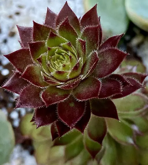 beautiful Best Variegated Succulents