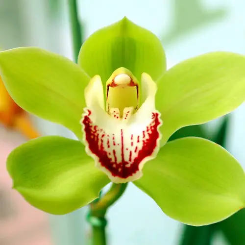 best Rare and Unique Orchids Around the World