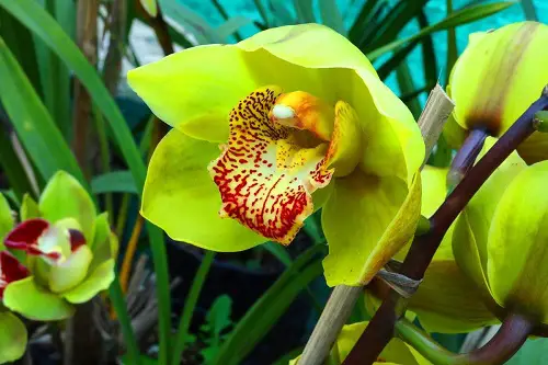 best Rare and Unique Orchids Around the World