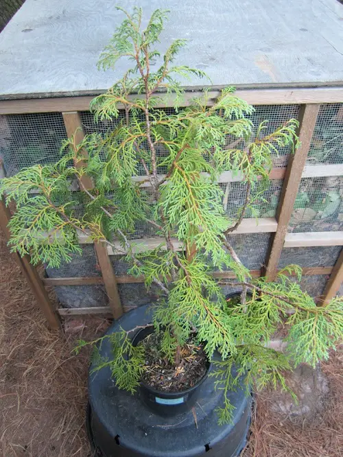 Types of Arborvitae Varieties 5