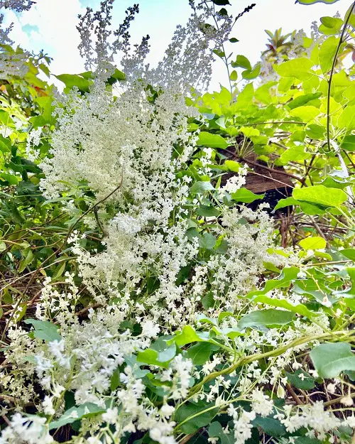 Top Vines to Plant Beneath an Oak Tree