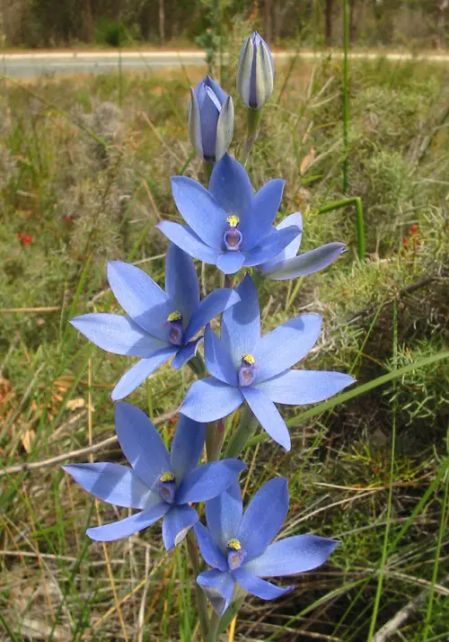 best rare and unusual orchid worldwide