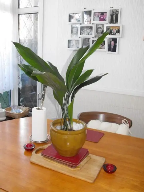 Types of Cast Iron Plant Tabletop Display with Candles