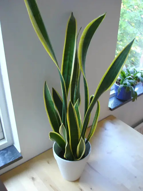How to Grow Big and Tall Snake Plants 50