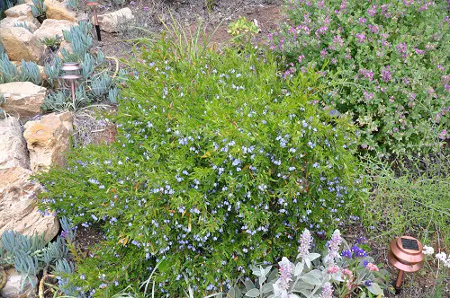 top Ground Covers to Grow Under the Oak Tree