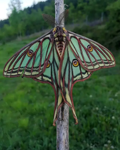 Moths that are as Beautiful as Butterflies 3