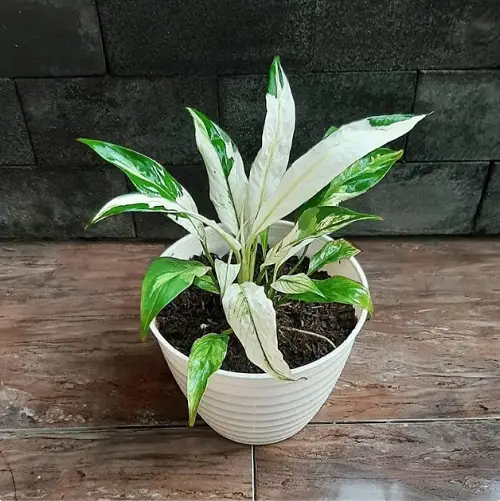 Magnificent Green and White Indoor Plants
