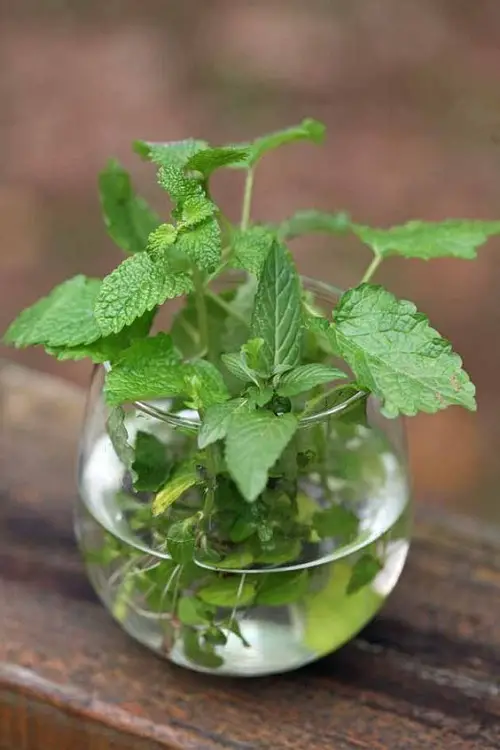 Plants that Grow in Water