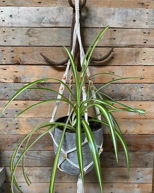 top Impossible to Kill Hanging Basket Plants for Growing Indoors