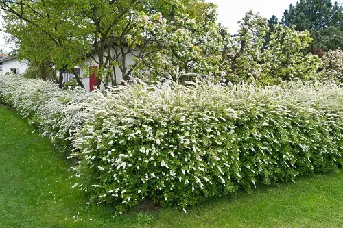 Low-Maintenance Hedge Plants 9