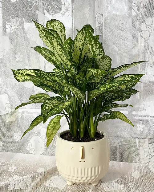 Awesome Indoor Plants with White and Green Leaves