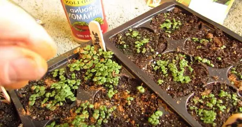 Sprinkle a Dash of Cinnamon on the Seedling Soil