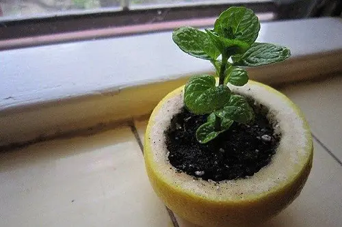 Start Seeds in Citrus Halves
