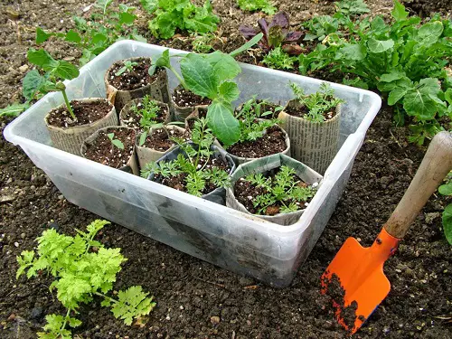 Free Plant Tricks to Improve Your Green Thumb 23