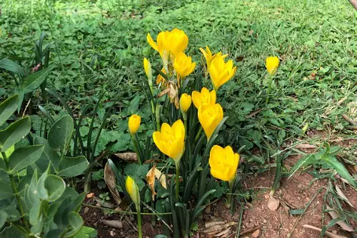 top best Bulbs to Grow Under the Oak Tree