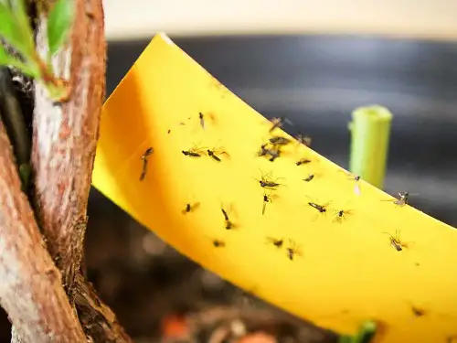 Sticky Traps Trick Get Rid of Drain Flies