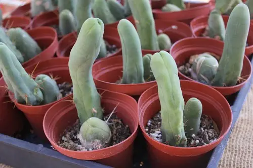 best Adult Plants That Seem to Be Straight Out of the Pornographic Film Industry