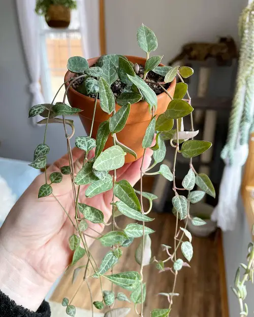 Hanging String Succulents