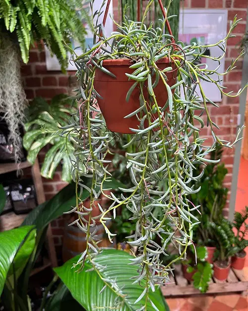 top Best String Succulents that Hang