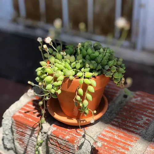 Amazing Best String Succulents that Hang