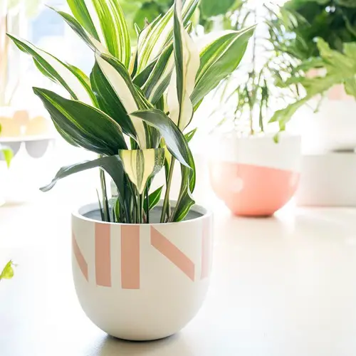 Striped Cast Iron Plant in a Pot