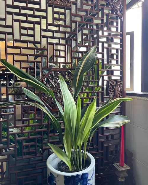 BEST Stunning Types of Cast Iron Plant Pictures