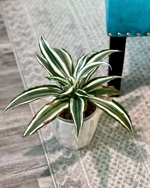 Indoor Plants with White and Green Leaves