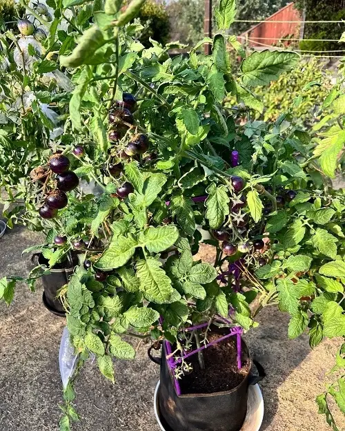 Requirements for Growing Black Strawberry Tomatoes