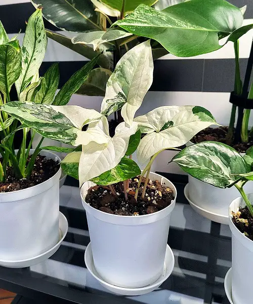 Gorgeous Green and White Indoor Plants