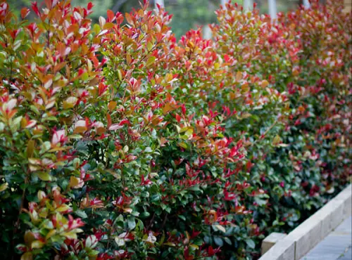 top Florida's Finest Plants for Privacy
