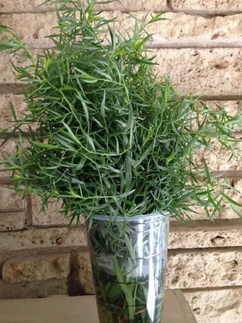 Kitchen Plants that Grow in Water look beautiful
