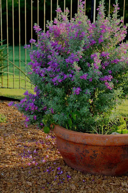 Taking Care of Texas Sage Plant