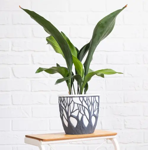 Beautiful Pot Display