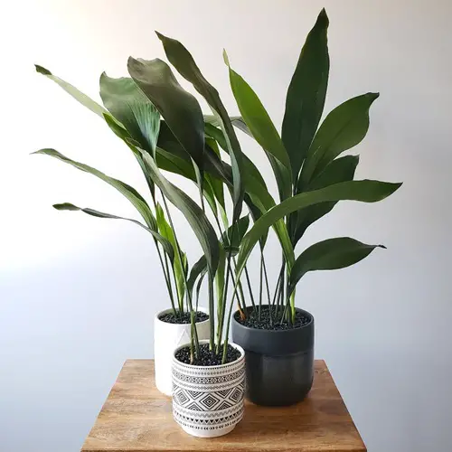 Types of Cast Iron Plant As a Trio