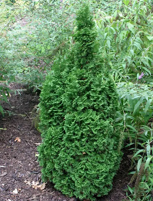 Various Arborvitae Varieties Types for garden