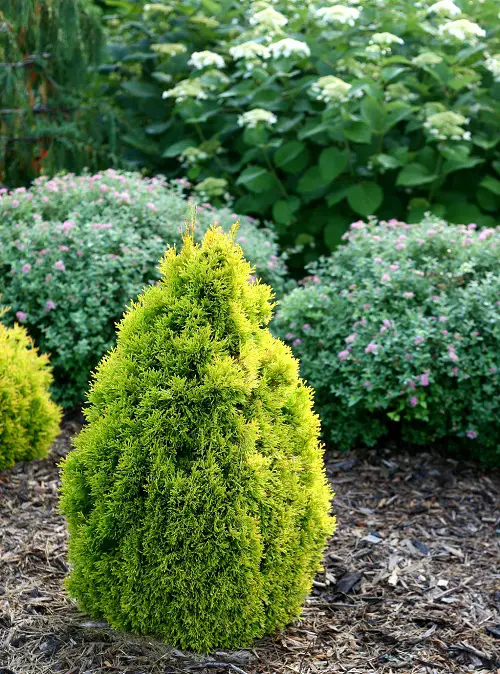 amazing Different Types of Arborvitae Varieties for Privacy