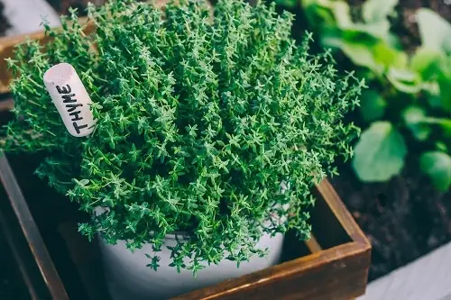 Amazing Herbs for Pasta use