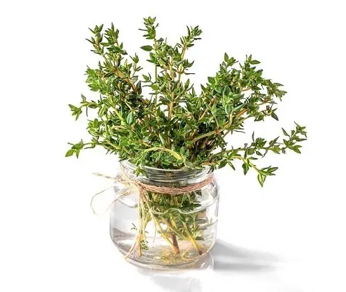 Amazing Kitchen Plants that Grow in Water