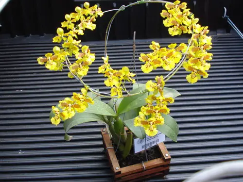 top Best Varieties of Oncidium Orchids